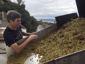 In this Sept. 28, 2017 photo, Atwater Estate Vineyards winemaker Vinny Alperti inspects freshly picked grapes that will be used to make orange, or skin-fermented wine in Burdett, N.Y. Lighter than reds and earthier than whites, orange wines have caught on in recent years among connoisseurs who like the depth of flavors.  (AP Photo/Michael Hill)