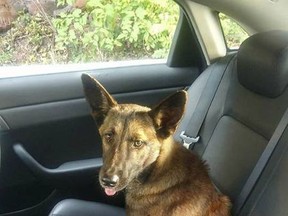 In this Oct. 5, 2017 photo, a German Shepherd is seen after it was rescued by the New Jersey State Police on a highway in Newark. Police said they had to coax the dog to leave a dead pit bull that it was found lying next to. (New Jersey State Police via AP)