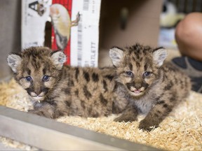 Zoo officials said Thursday, Oct. 5, 2017 that one of the cubs is 10-12 weeks old. The other two are around 3 weeks old.   ( Toledo Zoo via AP)