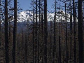 In this Wednesday, Sept. 27, 2017 photo, trees charred by a fire stand in the foreground in from of North Sister and Middle Sister in the background as seen from the drive into the Boy Scouts of America Oregon Trail Council's Camp Melakwa in the Willamette National Forest near McKenzie Bridge, Ore.  (Andy Nelson/The Register-Guard via AP)