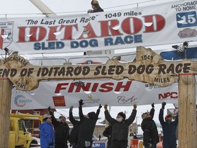 FILE - In this March 16, 2015, file photo, volunteers help raise the Iditarod finishers banner at the burled arch finish line in Nome, Alaska. Scores of mushers are demanding organizers of Alaska's Iditarod Trail Sled Dog Race identify a musher with several dogs that tested positive for a prohibited drug in this year's race. (AP Photo/Mark Thiessen, File)