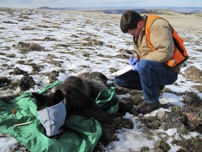 FILE - In this Feb. 25, 2015 file photo provided by the Oregon Department of Fish and Wildlife, an ODFW biologist is in the process of collaring wolf OR-33, a 2-year-old adult male from the Imnaha pack, in Oregon's Wallowa County. The U.S. Fish and Wildlife Service and five conservation groups are teaming up to offer $15,500 for information about the illegal poaching of federally protected gray wolf OR-33, who was found dead near Klamath Falls on April 23. (Oregon Department of Fish and Wildlife via AP, file)