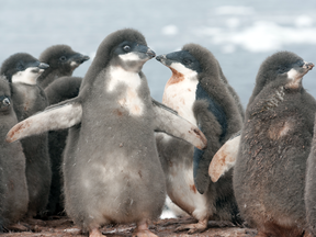 Adelie penguin chicks. Unusually extensive sea ice late in the summer spelled disaster for a colony in Antarctica, scientists say.