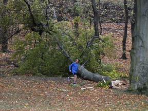 A man runs past a fallen tree in a Stromovka park in Prague, Czech Republic, Sunday, Oct. 29, 2017. At least two persons have died in Czech Republic as high winds have struck the country. (AP Photo/Petr David Josek)