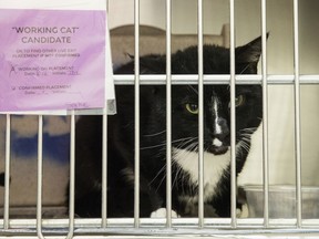 In this Thursday, Oct. 5, 2017 photo, Spike who is up for adoption as a working cat looks out from its cage at the Animal Care and Control Team of Philadelphia (ACCT) facility in Philadelphia. The program places cats who have behavioral challenges with non-traditional homes such as factories and stores and who's presences have help control the rodent population on a property. (AP Photo/Matt Rourke)