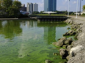 In this Sept. 21, 2017 photo, an algae bloom from Lake Erie appears in the boat basin at International Park in Toledo, Ohio.