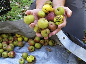 In this Oct. 3, 2017 photo, David Dolginow, co-founder of Shacksbury Cider, picks up wild apples in Rochester, Vt. As the craft cider industry continues its resurgence with not enough commercial cider apples available, some cider makers are foraging for wild apples that have links to the country's early cider making history. (AP Photo/ Lisa Rathke)