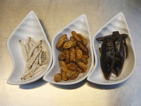 In this Tuesday, Sept. 12, 2017 photo, ingredients use in some of dish from left to right, bamboo worms, silkworm, giant water beetle at Inspects in the Backyard Restaurant, Bangkok, Thailand. Ants and beetles in the kitchen? Normally that'd close down a restaurant, but bugs in the beef ragu and pests in the pesto are the business plan for one Bangkok eatery. Tucking into insects is familiar in Thailand, where street vendors pushing carts of fried crickets and buttery silkworms feed locals and tourists alike. But bugs are now fine-dining at a restaurant aiming to revolutionize views of nature's least-loved creatures. (AP Photo/Sakchai Lalit)