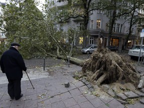 A man looks at a uprooted  tree that has crashed on a street during a heavy storm in Berlin, Germany, Thursday, Oct. 5, 2017. (AP Photo/Michael Sohn)