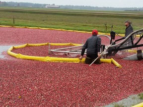 Cranberry marshes