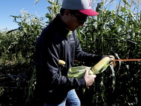 FILE - In a Tuesday, Oct. 3, 2017, file photo, Kevin Moe, a Syngenta seed representative, holds an ear of sweet corn at one of the company's test sites near Pasco, Wash. On Thursday, Oct. 12, 2017, the  Labor Department reports on U.S. producer price inflation in September. (Tyler Tjomsland/The Spokesman-Review via AP, File)