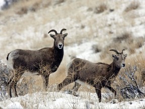 FILE - In this Jan. 8, 2008 file photo, Bighorn sheep graze near the Big Pines Recreation Area in the Yakima River Canyon, Wash. Environmental groups have filed a lawsuit contending the U.S. Forest Service is illegally jeopardizing bighorn sheep by allowing University of Idaho domestic sheep on two eastern Idaho grazing allotments as part of agricultural research activities. Western Watersheds Project and WildEarth Guardians in the lawsuit filed Tuesday, Oct. 17, 2017, contend the grazing via permits issued to the U.S. Department of Agriculture's Sheep Experiment Station risks transmitting diseases to bighorn sheep.  (Gordon King/Yakima Herald-Republic via AP, File)