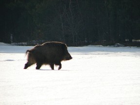 One animal shot by hunters had more than 10 times the safe level of radiation, said to have been caused by a cloud of radioactive dust that blew in after the Chernobyl disaster 31 years ago