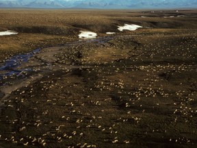 This undated aerial photo provided by U.S. Fish and Wildlife Service shows a herd of caribou on the Arctic National Wildlife Refuge in northeast Alaska. Congress is a step closer to opening Alaska's Arctic National Wildlife Refuge to oil and gas drilling. A budget measure approved by the Republican-controlled Senate allows Congress to pursue legislation allowing oil and gas exploration in the remote refuge on a majority vote. (U.S. Fish and Wildlife Service via AP)
