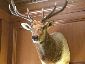 This undated photo provided by Christopher Scalia, shows an elk shot by Justice Antonin Scalia, that has remained in the new Justice Neil Gorsuch's chambers in the Supreme Court in Washington.  When Supreme Court Justice Neil Gorsuch got appointed to the Supreme Court bench earlier this year, he got lifetime tenure, a salary north of $250,000 and an elk named Leroy.  (Christopher J. Scalia by AP)