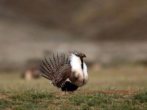 FILE - In this April 22, 2015 file photo, a male sage grouse struts in the early morning hours outside Baggs, Wyo. Idaho Gov. C.L. "Butch" Otter says the state has to be vigilant monitoring the federal government's creation of a new sage grouse conservation plan because of federal employees who worked on the previous plan that caused Otter to file a lawsuit. (Dan Cepeda  /The Casper Star-Tribune via AP, File)