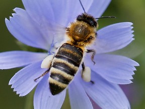 In this Aug. 22, 2017 file photo a  bee sits on a cornflower to collect pollen in Frankfurt, Germany. Scientists say an "alarming" drop in the number of flying insects in Germany could have serious consequences for ecosystems and food chains. In a paper published Wednesday Oct. 18, 2017  by the journal PLOS ONE, the scientists said the drop in airborne insects over Germany was higher than the global estimated insect decline of 58 percent between 1970 and 2012. (AP Photo/Michael Probst,file)
