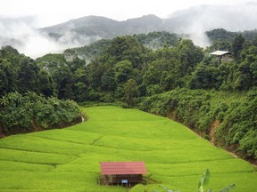 In this Sunday Aug. 20, 2017, photo, bright green rice fields sit in the hills of Huay Hom, a misty valley in the northern province of Mae Sariang, Thailand. Once on the edge of starvation, this remote village has prospered through numerous development projects initiated by deceased King Bhumibol Adulyadej. As Thailand prepares to cremate its king of 70 years, an era comes to an end amid tears, nostalgia and anxiety. (AP Photo/Denis Gray)