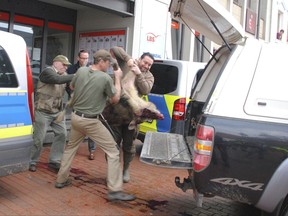 People carry a wild boar after it was shot in the center of Heide, northern Germany, Friday, Oct. 20, 2017. Police say a pair of wild boars have gone on the rampage and injured at least four people in the north German town of Heide. Authorities warned people to stay indoors after the adult animals appeared early Friday and began attacking pedestrians. Police said one of the boars was shot dead outside a bank, the other is still on the run. (Helge Holmson/dpa via AP)