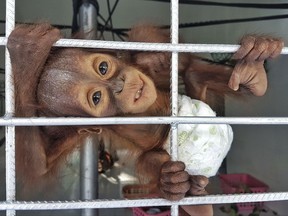 In this Friday, Oct. 13 photo released by Borneo Orangutan Survival (BOS) Foundation, a recently rescued baby orangutan clings on its cage at Nyaru Menteng Orangutan Rehabilitation Center in Central Kalimantan, Indonesia. An Indonesian conservation group says the discovery of two orphaned baby orangutans on Borneo within two days is further evidence that deforestation and illegal hunting are threatening survival of the great apes. (Bjorn Vaughn, BPI/BOS Foundation via AP)