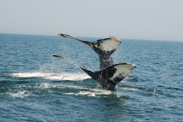Minke, finback, humpback and right whales pass through the area from June to October.