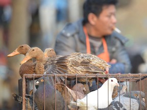 A photo taken on January 6, 2014 shows a vendor selling live poultry on a street in Shanghai on January 8, 2014.