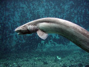 In this handout picture released by Awashima Marine Park, a 1.6 metre long Frill shark swims in a tank after being found by a Japanese fisherman.