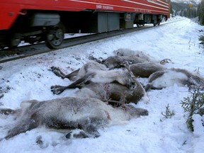 This video grab taken on November 25, 2017 shows a train driving past dead reindeer laying next to the railway near Mosjoen in northern Norway. More than 100 reindeers have been hit by trains and were killed in several incidents in the area the last days.