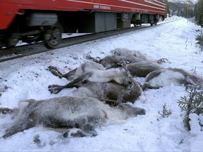 In this grab taken from video made available on Sunday, Nov. 26. 2017, a train passes by dead reindeer, near Mosjoen, North of Norway. A Norwegian reindeer herder says that freight trains have killed more than 100 of the animals on the tracks in three days. orstein Appfjell, a distraught reindeer herder in Helgeland county, said Sunday that the worst incident happened Saturday when 65 animals were mown down. (John Erling Utsi, NTB scanpix via AP)