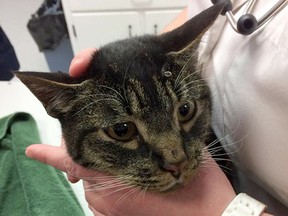 A Prince George cat named Notorious B.I.G. survived being shot multiple times with a pellet gun. His owner Nicole Crandell says it's a miracle he survived.