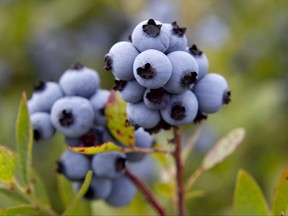 FILE - In this July 27, 2012 file photo, wild blueberries await harvesting in Warren, Maine. A trade group said the state's wild blueberry crop fell sharply during the summer of 2017, to land below 100 million pounds for the first time in four years. (AP Photo/Robert F. Bukaty, File)