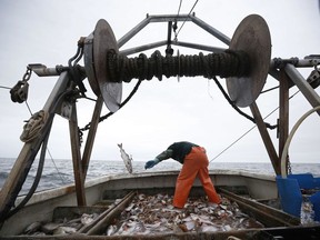 FILE - In this April 23, 2016 file photo, David Goethel sorts cod and haddock while fishing aboard his trawler off the coast of New Hampshire. The federal government is close to enacting new rules about New England ocean habitat that could mean changes for the way it manages the marine environment and fisheries. The new rules would affect the way species such as cod, haddock, flounder, scallops and clams are harvested. The National Marine Fisheries Service is taking comments on the proposal through Dec. 5, 2017. (AP Photo/Robert F. Bukaty)