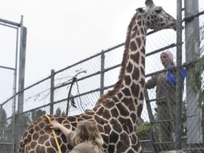 FILE - In this Jan. 25, 2008 file photo, Tiki the giraffe is gets fitted for a brand new winter coat at the Oakland Zoo, in Oakland, Calif.  Tiki, one of the oldest living giraffes has died in captivity. Vets at the zoo said on Nov. 2, 2017, they euthanized 28-year-old Tiki to spare her further pain from health issues that included arthritis. (Laura A. Oda/Bay Area News Group via AP)