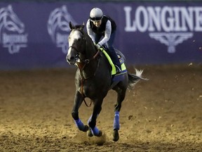 Exercise rider Dana Barnes rides Arrogate during morning workouts before the Breeders Cup horse races Thursday, Nov. 2, 2017, in Del Mar, Calif. Del Mar is hosting the $28 million, 13-race Breeders' Cup for the first time. The season-ending championships open with four races on Friday followed by nine, including the Classic, on Saturday. (AP Photo/Gregory Bull)