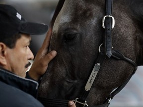 Jamie Galindo pats Arrogate as the horse is washed after morning workouts before the Breeders' Cup horse races Thursday, Nov. 2, 2017, in Del Mar, Calif. Del Mar is hosting the $28 million, 13-race Breeders' Cup for the first time. The season-ending championships open with four races Friday followed by nine, including the Classic, Saturday. (AP Photo/Gregory Bull)