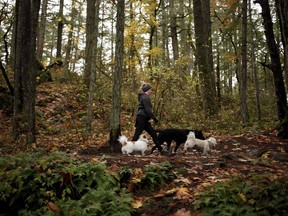 A three-dog limit is being proposed for people walking their pets in Capital Regional Districts as Christine Pratt walks her sisters dogs (from left to right), Banjo, Stella and her dog Bobby at Thetis Lake Park in Langford, B.C., on Thursday, November 16, 2017. THE CANADIAN PRESS/Chad Hipolito