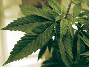 A U.S. medical report suggested a “potential link” between a baby's death due to myocarditis and exposure to cannabis.