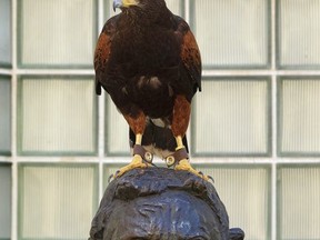 In this April 7, 2017 photo, Dany a Harris's Hawk perches on a statue during her day of work scaring away pesky birds around the grounds at the Museum of Modern Art in Los Angeles. Alyssa and Mike Bordona are "The Hawk Pros." They and their birds of prey are hired guns, brought in to chase away seagulls, pigeons and other "pest birds" that create nuisances and leave behind messes. (AP Photo/Richard Vogel)