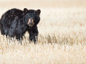 Concern is growing for an injured black bear, shown in a recent handout photo, that has been spotted on the outskirts of Calgary. The bear is on Crown land preventing local animal rescue groups from helping it. THE CANADIAN PRESS/HO-Kinan Echtay MANDATORY CREDIT