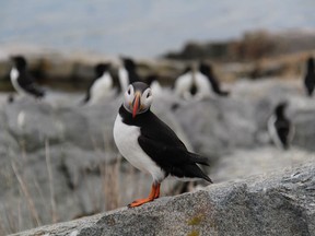Scientists from around the globe found that Puffins in eastern Canada don't venture as far from home as their European relatives, possibly improving their success when it comes to breeding and feeding. A puffin is seen on the rocks along the coast of Machias Seal Island, N.B., in an undated handout image. THE CANADIAN PRESS/HO-University of New Brunswick, Atlantic Laboratory for Avian Research, *MANDATORY CREDIT