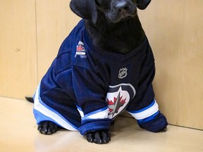 The Winnipeg Jets have named their new security puppy Lenny, shown in this handout image, after one of their oldest and most beloved fans. THE CANADIAN PRESS/HO