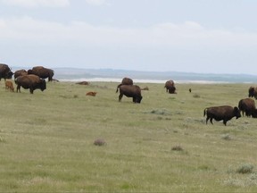 A herd of Prairie bison graze on Old Man on His Back Prairie and Heritage Conservation Area south of Swift Current, Sask in this photo taken June 18, 2015. The area doesn't allow vehicles but hikers are allowed to enter it year round. THE CANADIAN PRESS/Bill Graveland