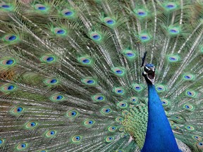 A male peacock displays its tail feathers at Gut Aiderbichl in Henndorf, Austrian province of Salzburg, Saturday, April 26, 2014.One of the Calgary Zoo's seven brightly plumed peacocks is dead after it flew into the lion enclosure and was killed and eaten during a pre-winter roundup of the birds. THE CANADIAN PRESS/AP-