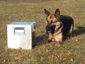 The first two RCMP canine teams to be taught to sniff out human remains have graduated from the force's police dog training centre in central Alberta. RCMP working dog Genie sits beside a box to indicate that human remains are contained inside in an undated police handout image. THE CANADIAN PRESS/HO-RCMP, *MANDATORY CREDIT*
