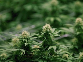 Growing flowers of cannabis intended for the medical marijuana market are shown at OrganiGram in Moncton, N.B., on April 14, 2016.