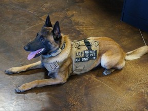 A former bomb dog wears an armoured vest in a handout photo. An anonymous corporate donor is offering to equip some canine members of Toronto's police force with armoured vests designed to protect them from sharp weapons.THE CANADIAN PRESS/HO-Line of Fire Defence Systems MANDATORY CREDIT