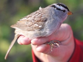 A white crested sparrow is seen in this undated handout photo. Research suggests that two of Canada's most commonly used pesticides cause migrating songbirds to lose both weight and their sense of direction. THE CANADIAN PRESS/HO, University of Saskatchewan *MANDATORY CREDIT*