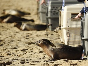 Blossom, foreground, one of five harbor seal pups , being released by staff and volunteers with the Mystic Aquarium's Marine Animal Rescue Team moves from her carrier onto the sands of Blue Shutters Beach in Charlestown, R.I., Friday, Nov. 3, 2017. The five pups, all rescued shortly after birth in the late spring and early summer, are the last five rehabilitated animals to be released this year by the aquarium. All five pups, four female and one male, weighed between 14 and 20 pounds at rescue and now weight at least 50-pounds. The pups were named: Blossom, Marigold, Begonia, Indigo and Viola. (Sean D. Elliot/The Day via AP)