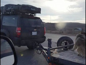 A dog tethered to a flatbed trailer is shown in a handout photo from the Calgary Humane Society. A Calgary-area man is facing charges after a photo of dog tethered to a flatbed trailer began circulating on social media.THE CANADIAN PRESS/HO-Calgary Humane Society MANDATORY CREDIT