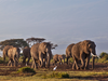 The number of African elephants has shrunk from about 5 million a century ago to about 400,000 currently remaining.